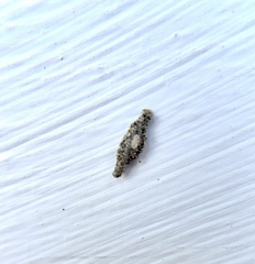 Phereoeca uterella
