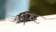 Calosoma inquisitor
