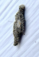 Phereoeca uterella