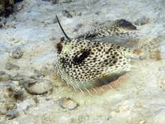 Dactyloptena orientalis