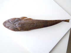 Platycephalus australis