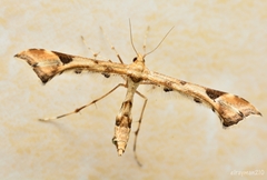 Platyptilia