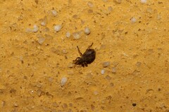 Trichopterapion holosericeum