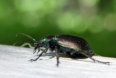 Calosoma inquisitor