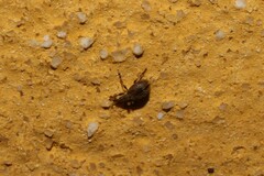 Trichopterapion holosericeum