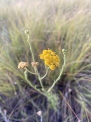 Nidorella