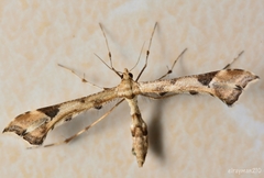 Platyptilia