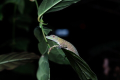 Anolis punctatus