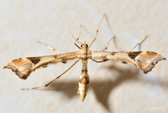 Platyptilia