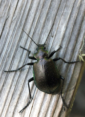 Calosoma inquisitor