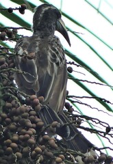Lophoceros nasutus