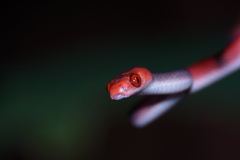Siphlophis compressus