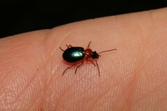 Lebia
