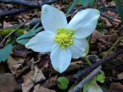 Helleborus niger