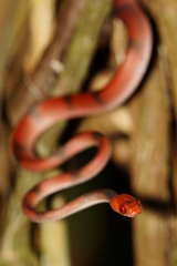 Siphlophis compressus
