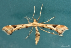 Platyptilia