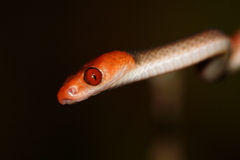 Siphlophis compressus