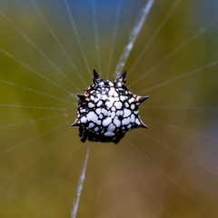 Isoxya cicatricosa