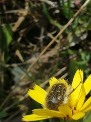 Tropinota squalida