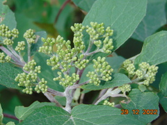 Montanoa tomentosa