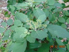 Montanoa tomentosa