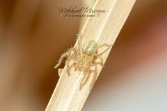 Micrommata
