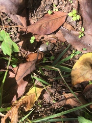 Appasus japonicus