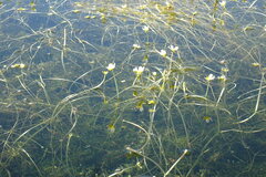 Ranunculus subrigidus