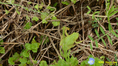 Hyla suweonensis