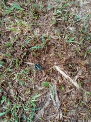 Dendrobates truncatus