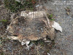 Chaetophractus villosus