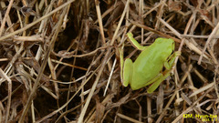 Hyla suweonensis