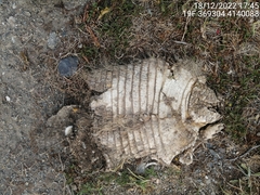 Chaetophractus villosus