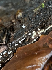 Polydesmia pruinosa