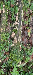 Favolaschia