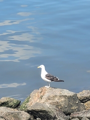 Larus dominicanus