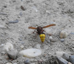 Delta unguiculatum