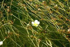 Ranunculus subrigidus