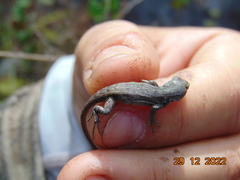 Sceloporus grammicus