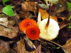 Marasmius sullivantii