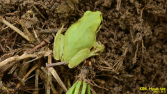 Hyla suweonensis