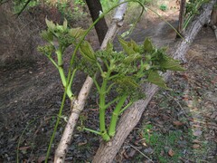 Cissus woodrowii