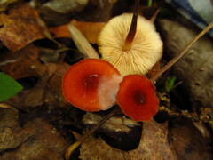Marasmius sullivantii