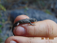 Sceloporus grammicus