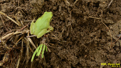 Hyla suweonensis