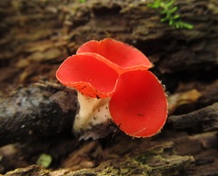 Sarcoscypha occidentalis