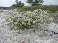 Lepidium cartilagineum