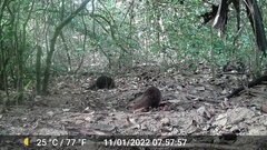 Crossarchus obscurus