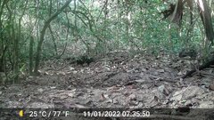 Crossarchus obscurus