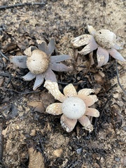 Astraeus hygrometricus